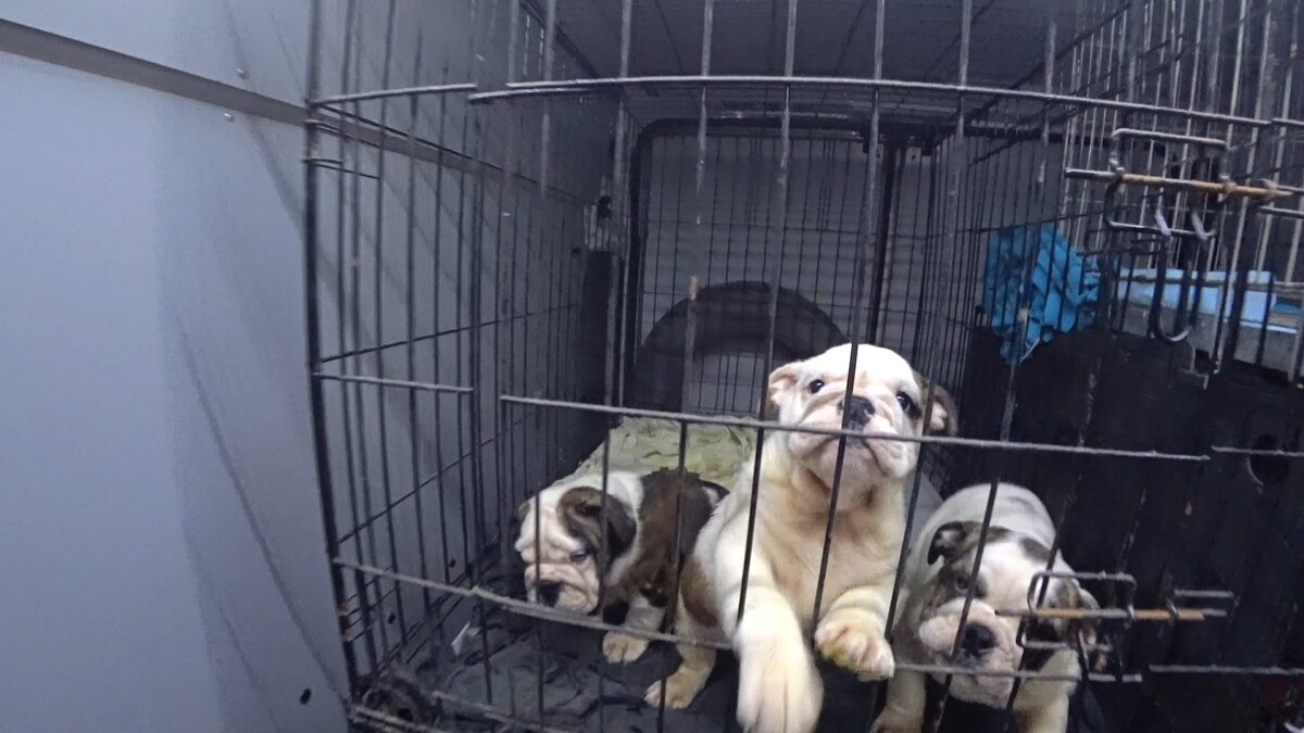 Щенки в машине