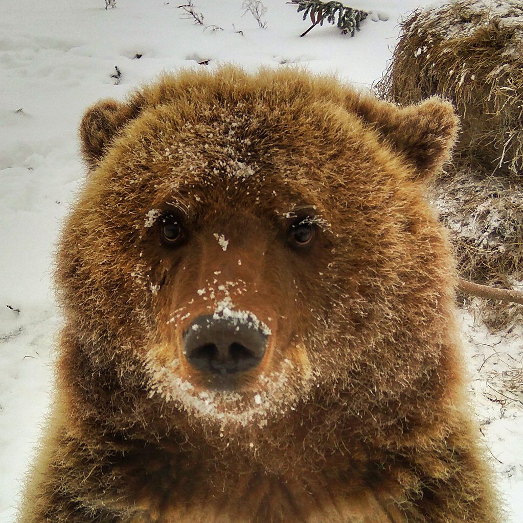 Как мы строили домик Мансуру (2016г). | Авиамедведь Мансур | Дзен