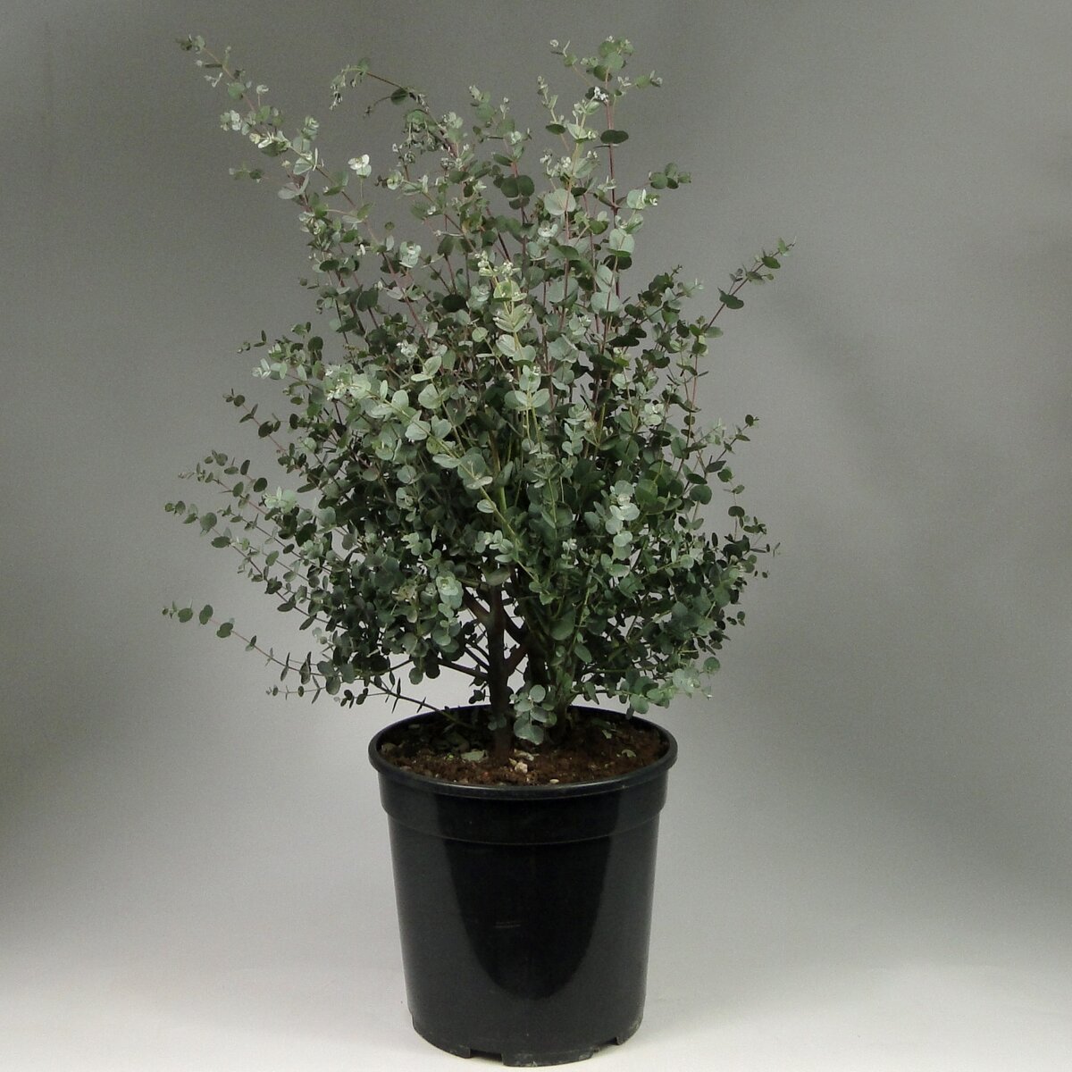 Фото взято из общего доступа сети Интернет.  