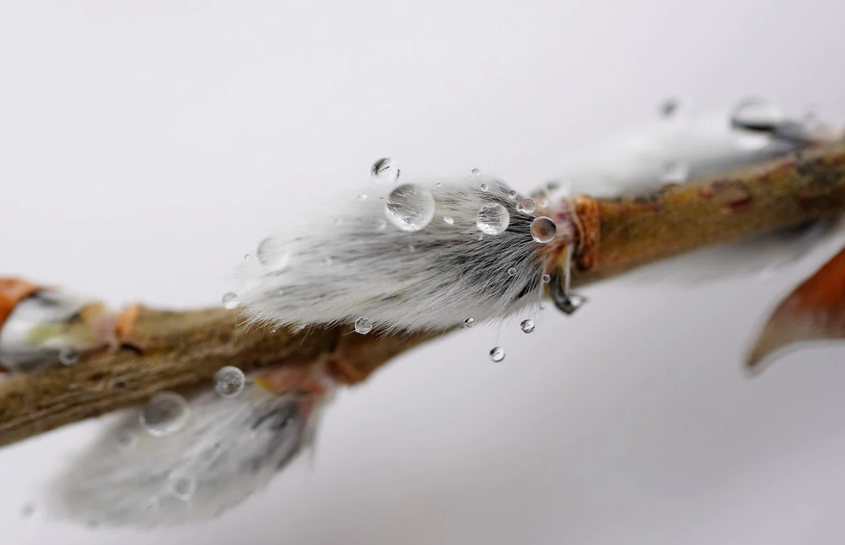https://pixabay.com/ru/photos/ива-снег-зима-дерево-природа-4887000/