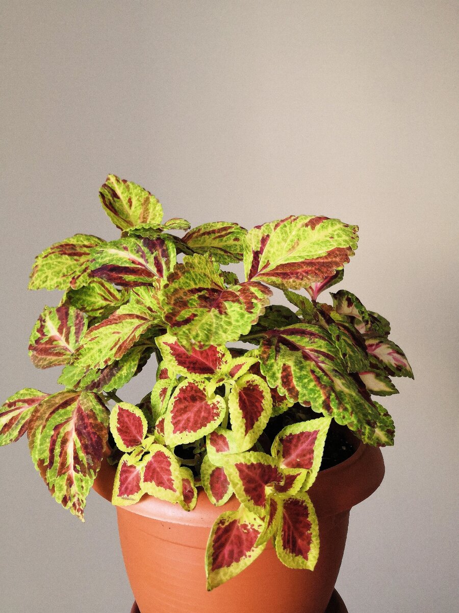 Колеусы, посеянные мной в декабре. 