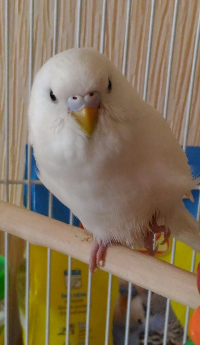 Волнистик устроился спать)