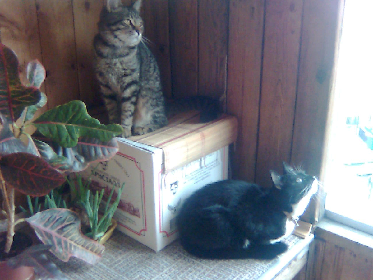 Барс и Катя на балконе 2008 год.  Тема: Стихи о любимцах.