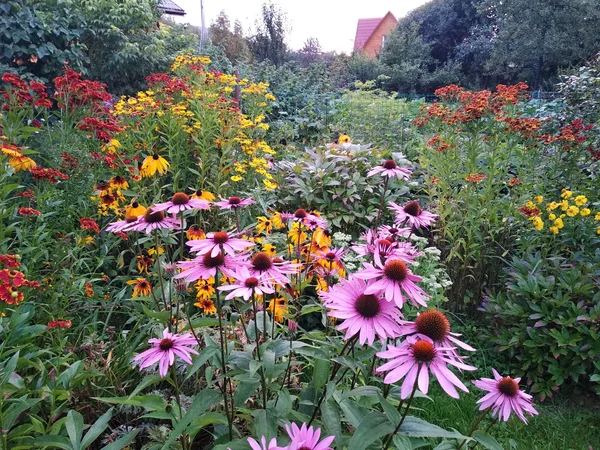 Гелениум и рудбекия - самые лучшие партнёры эхинацеи