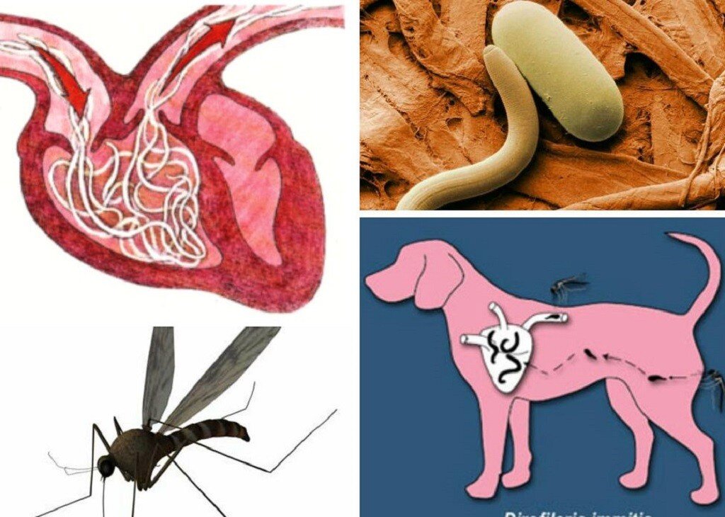 Это серьезное заболевание