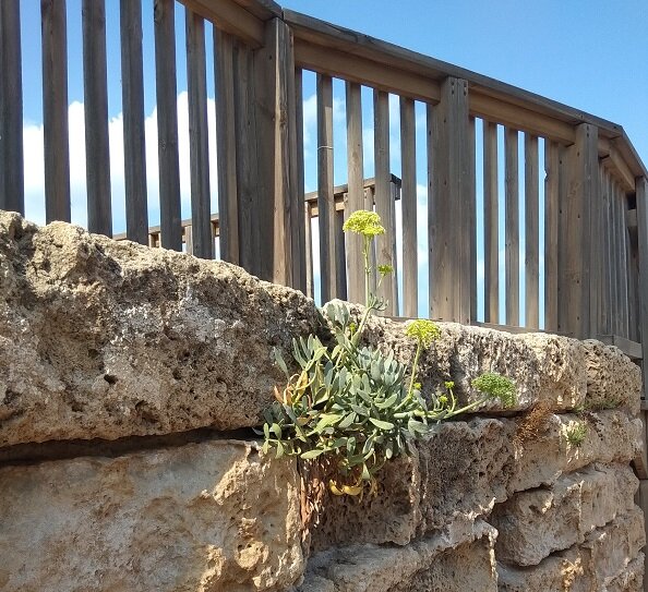 В подобных ситуациях я напоминаю себе вот такое вот растение. Которое настырно пробивается вопреки всему))
(а иногда я ленивая опа  и не хочу врать, будто я всегда идеальна))