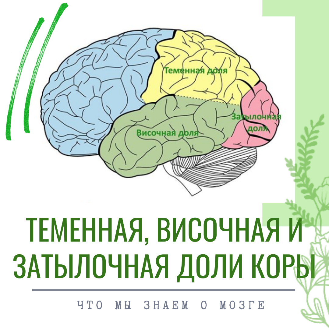 Теменная, височная и затылочная доли коры больших полушарий мозга относятся ко второму блоку мозга по А.Р. Лурия - блоку приёма, переработки и хранения информации.