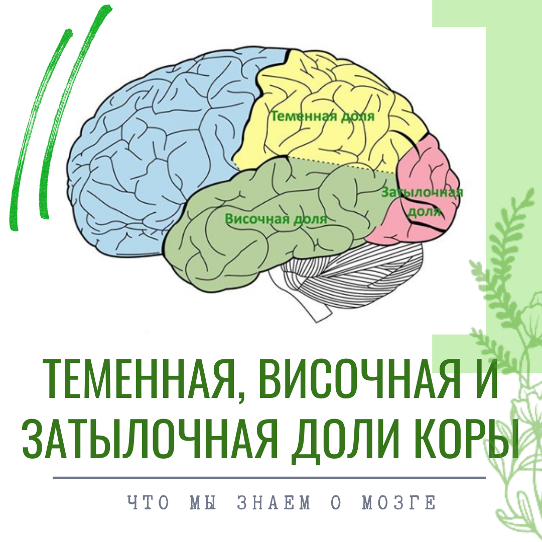 ТЕМЕННАЯ, ВИСОЧНАЯ И ЗАТЫЛОЧНАЯ ДОЛИ КОРЫ | Студия нейропсихологии РОСТ |  Дзен