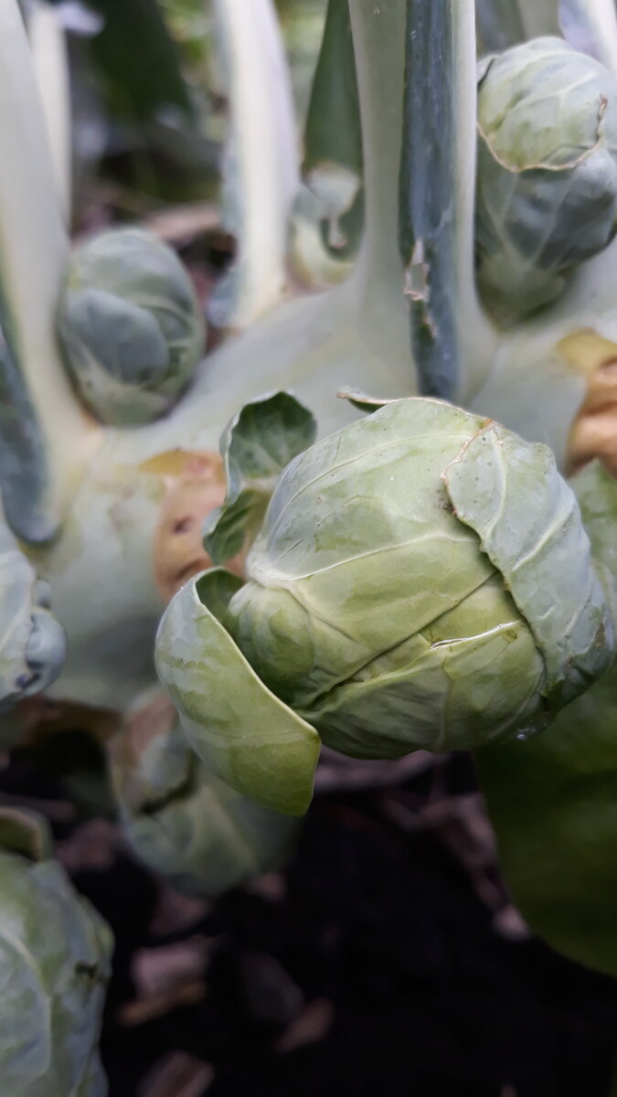 Смотрятся эстетически хорошо)