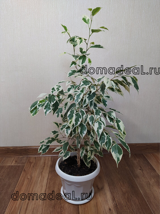 мой фикус нуждается в стрижке