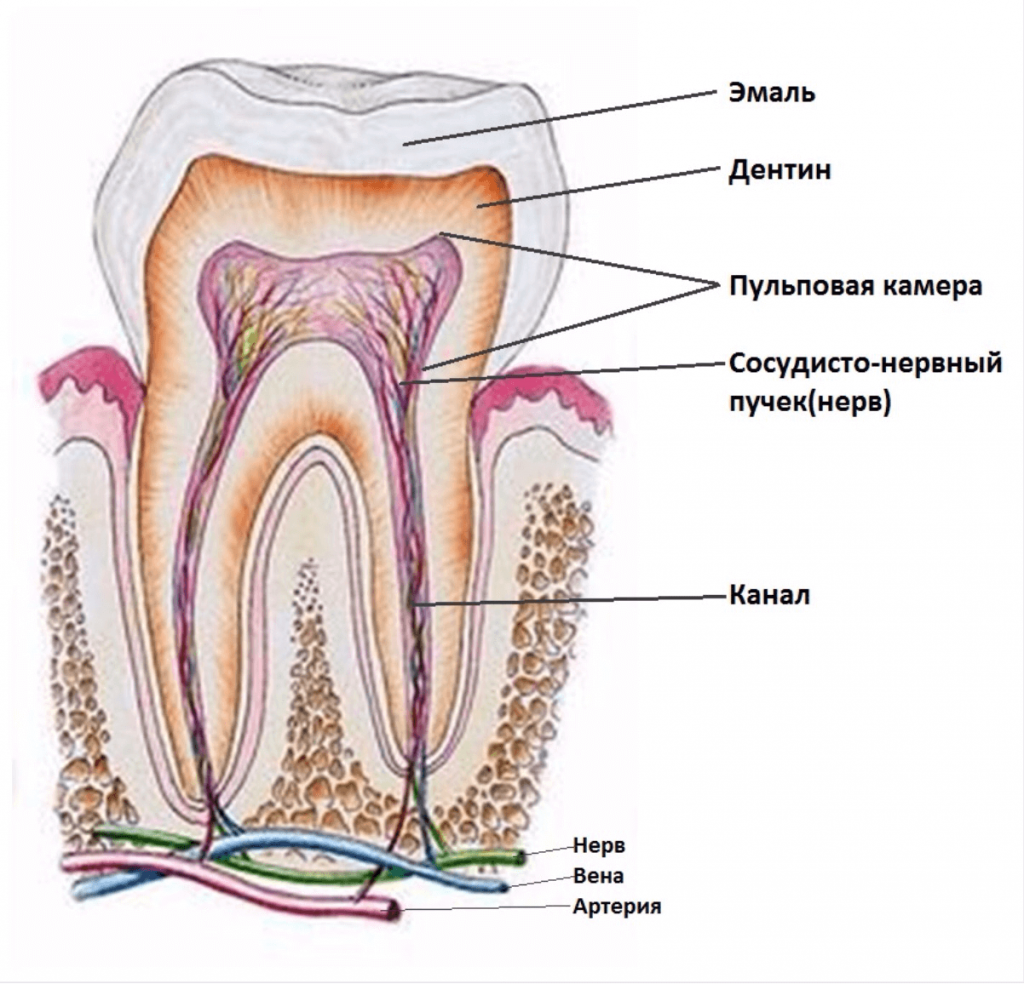 Пульпит корневого канала. Зубная пульпа строение зуба. Зубной нерв строение зуба. Пульпа зуба анатомия зуба.