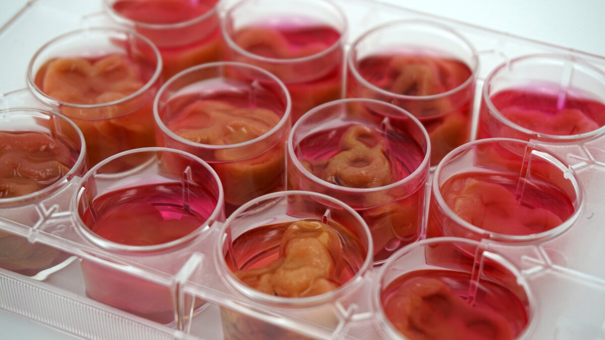 Процесс выращивания мяса