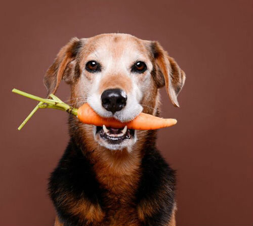 Преимущества и недостатки вегетарианской диеты для собак