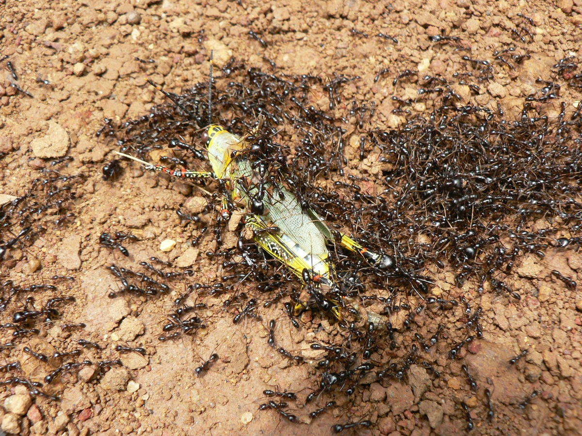 Почему умер муравей