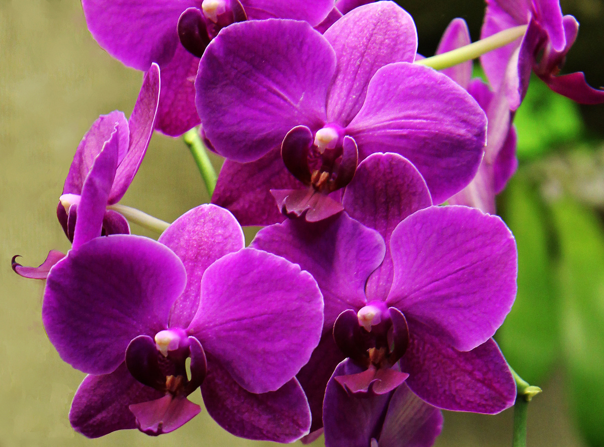 Фиолетовая орхидея