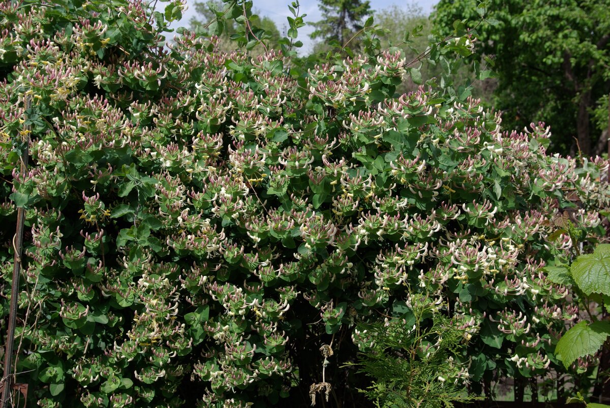 ЖИМОЛОСТЬ КАПРИФОЛЬ.  Фото мое