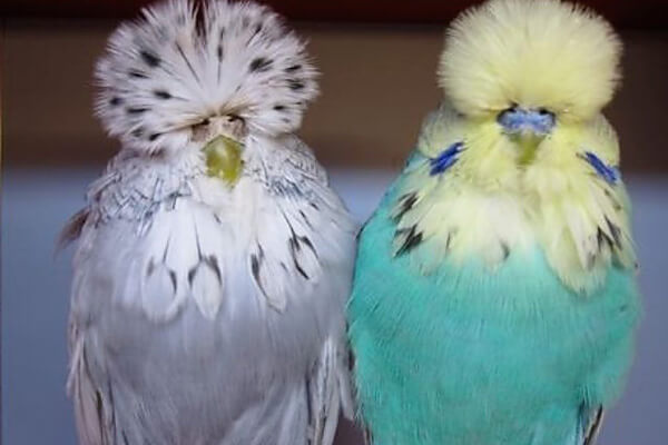 Волнистики Чехи