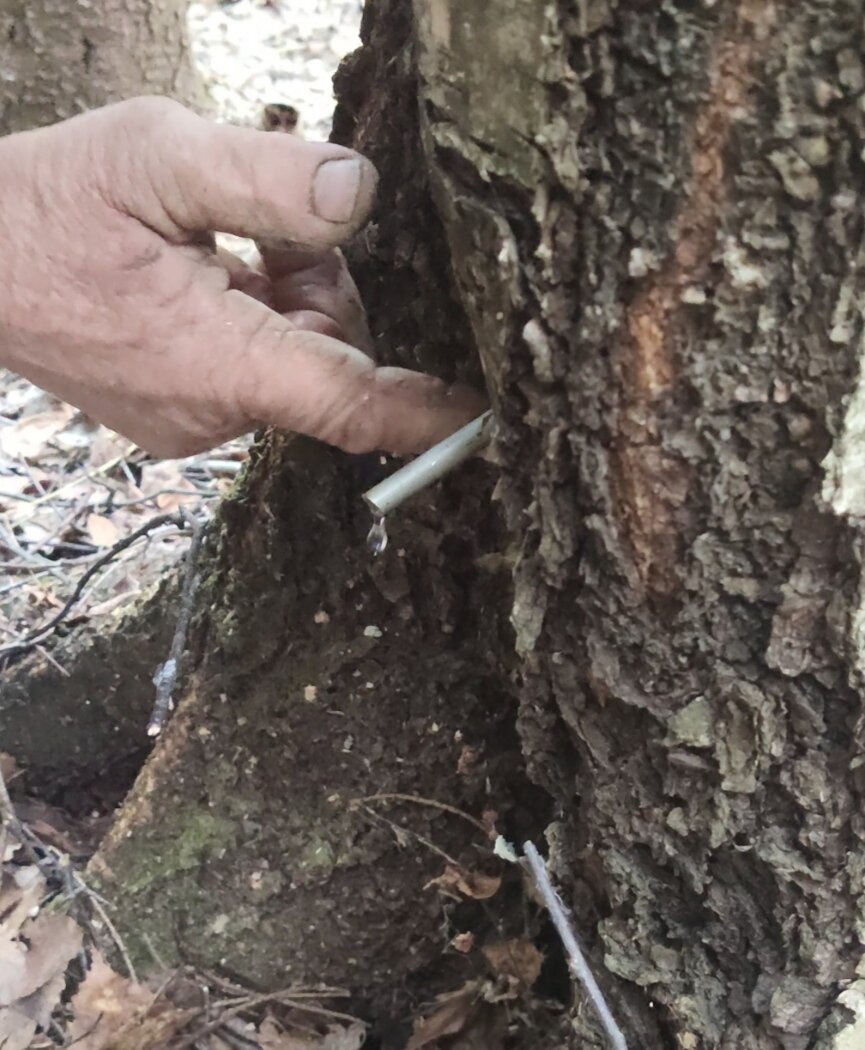 Замазываем глиной высверленный шурф, чтобы в дерево не проникли насекомые и прочие вредности