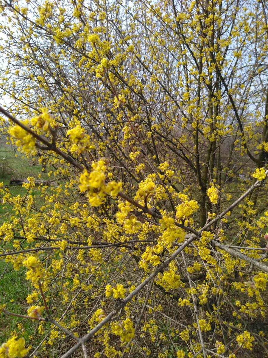 Сейчас пора цветения кизила
