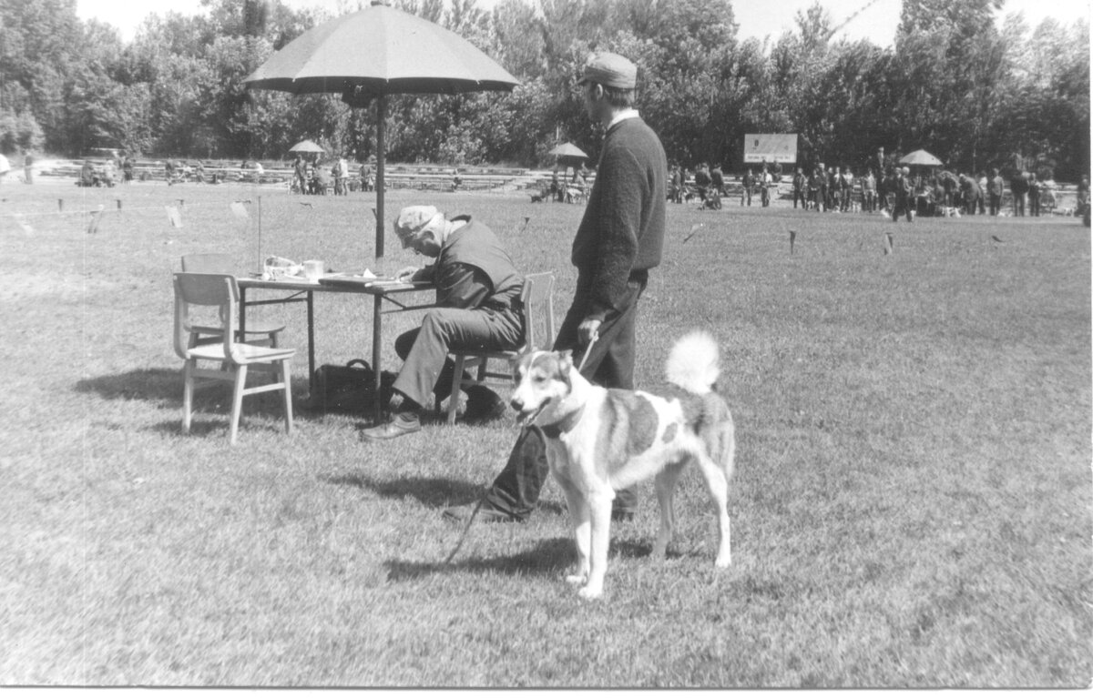 Фото 1984 год. Рига. Стадион «Даугава». Межреспубликанская выставка охотничьих собак. Яранг. Единственный представитель породы.