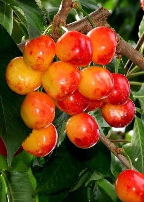 Сорт "Bűttnera Red "