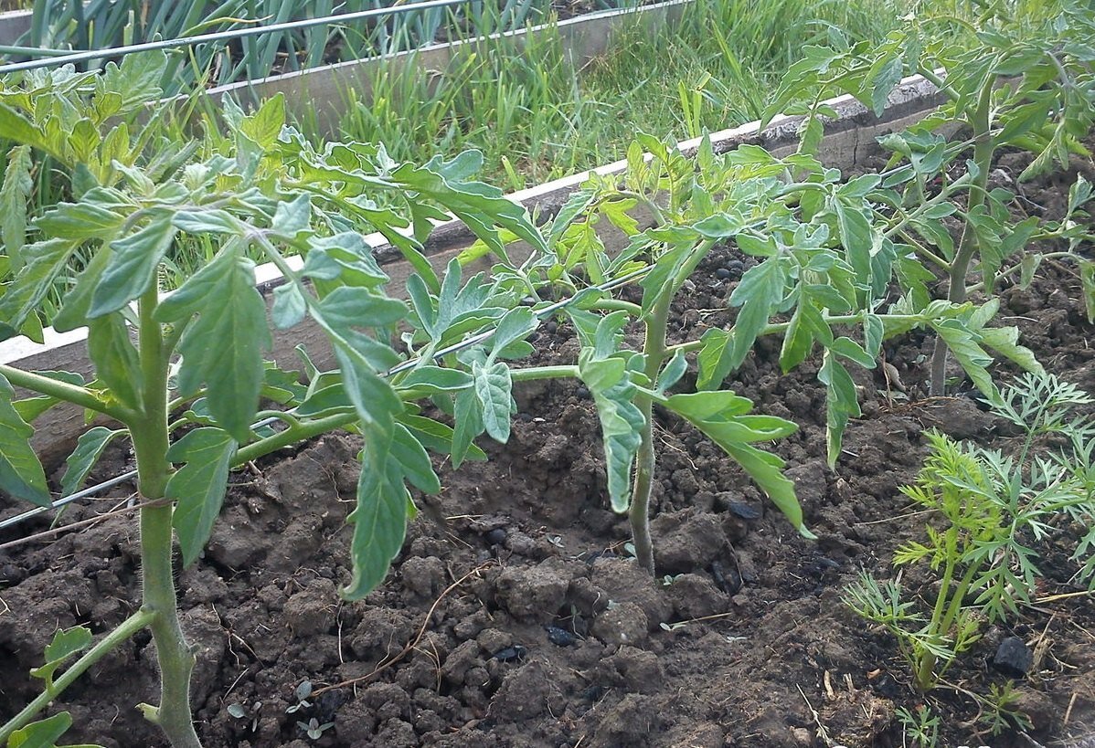 После высадки рассады ей потребуется уход (фото Яндекс-картинки)