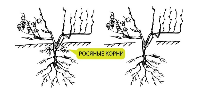 Рисунок автора канала "Виноградник"