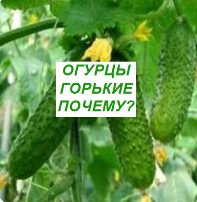 почему огурцы бывают горькие