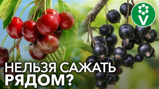 Video herunterladen: НЕ САЖАЙТЕ ЭТИ САДОВЫЕ КУЛЬТУРЫ РЯДОМ! О совместимости плодовых деревьев