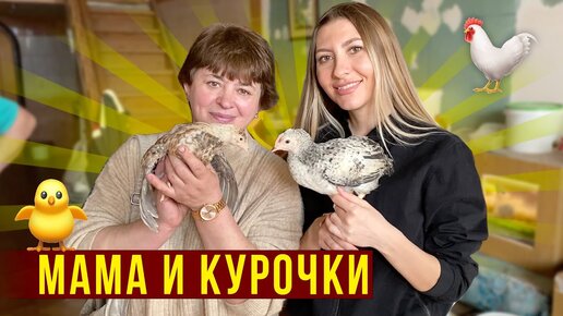 Влог с МАМОЙ - Купили КУРОЧЕК / Вот как Живут РУССКИЕ - ДОМ НА ВОЛГЕ! Как приживаются ЦЫПЛЯТА