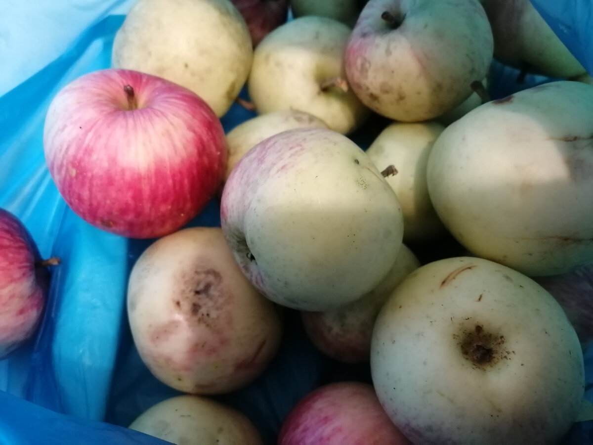 Сорт не знаю