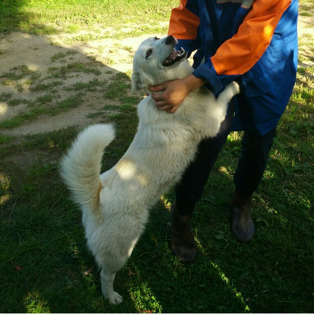Встреча с белым кренделем у матушки в деревне.