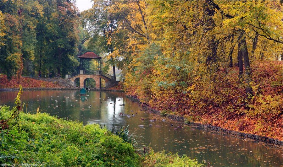Есть в графском парке тёмный пруд - утята там живут!