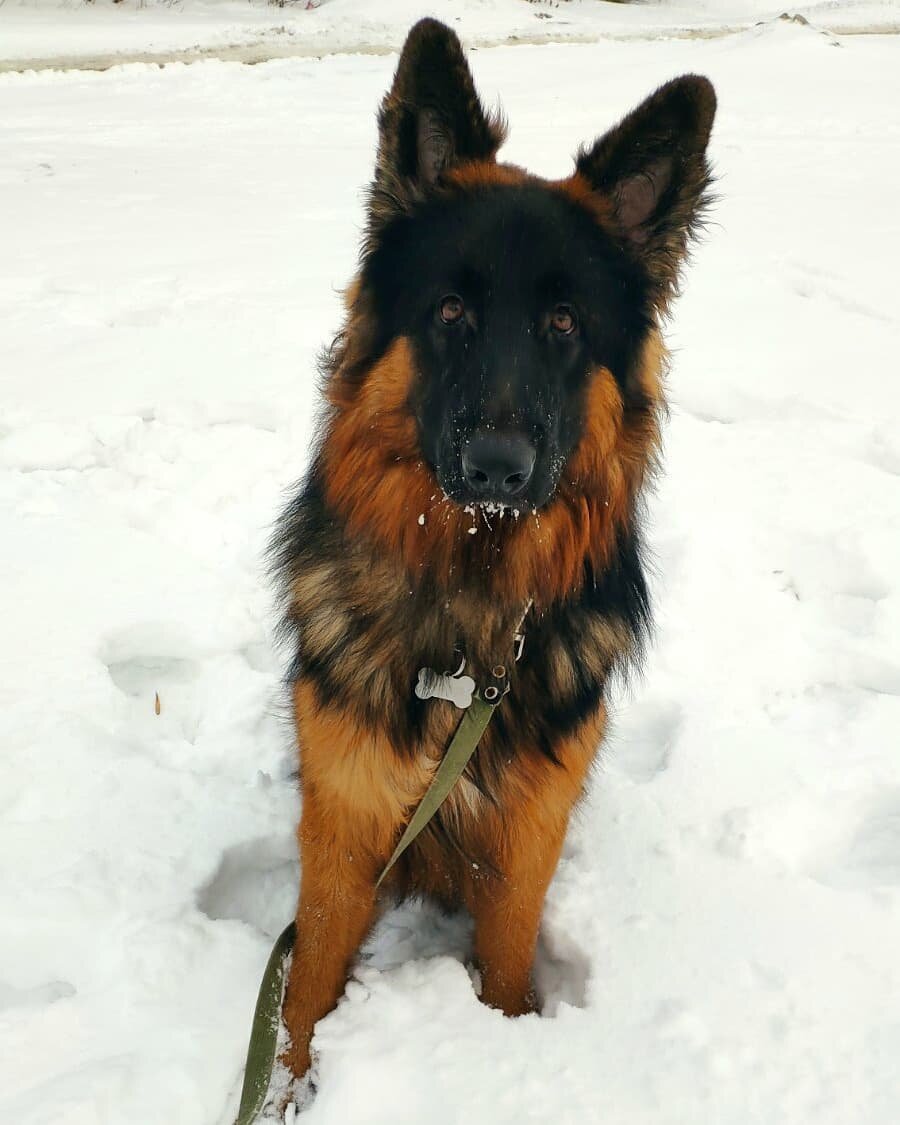 Проверка охранных качеств. Ждем своей очереди. Пока играем в снегу.