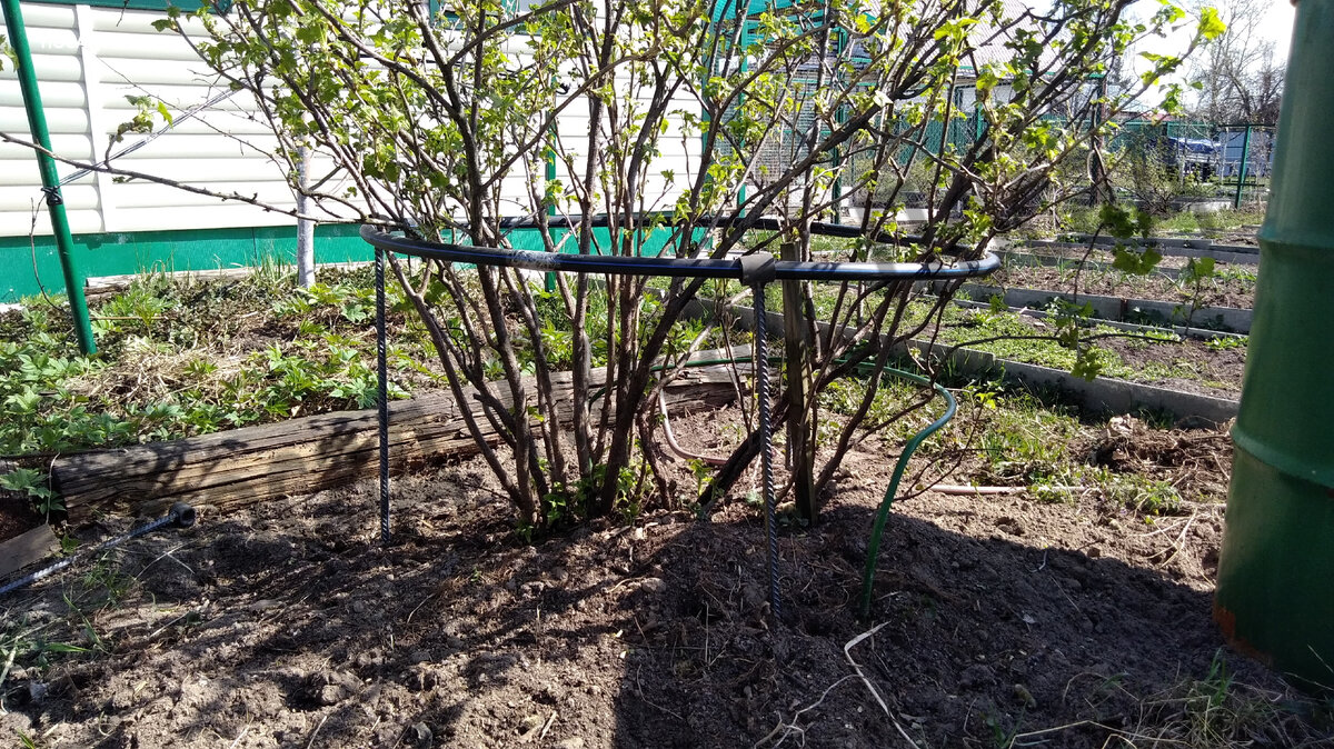 После проведённой обрезки кустик выглядит куцым. Но зато он хорошо проветривается и освещается солнцем. Не переживайте, зелень нарастёт.