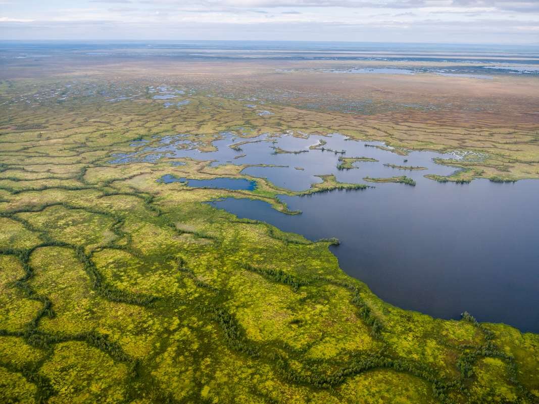 Крупная болотная. Самое крупное болото в мире. Самое большое болото. Одни из самых больших болот в мире. Протока большая Салымская.