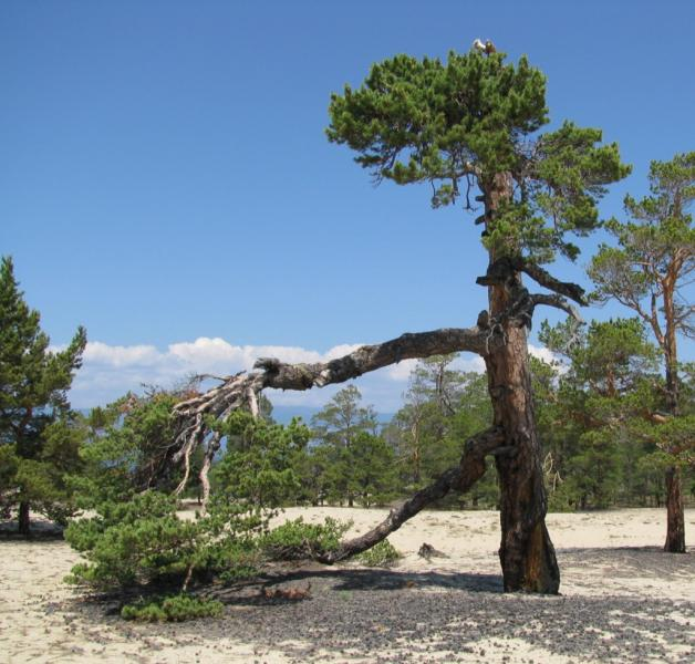 Сосна "Одинокий воин"