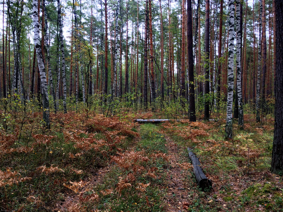 The forest как повесить мясо на сушилку