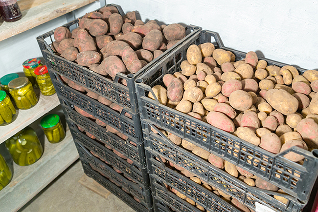 Ящики для картошки — купить недорого в Санкт-Петербурге от ₽