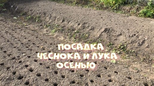 Посадка чеснока и лука осенью Подготовка грядок Все этапы