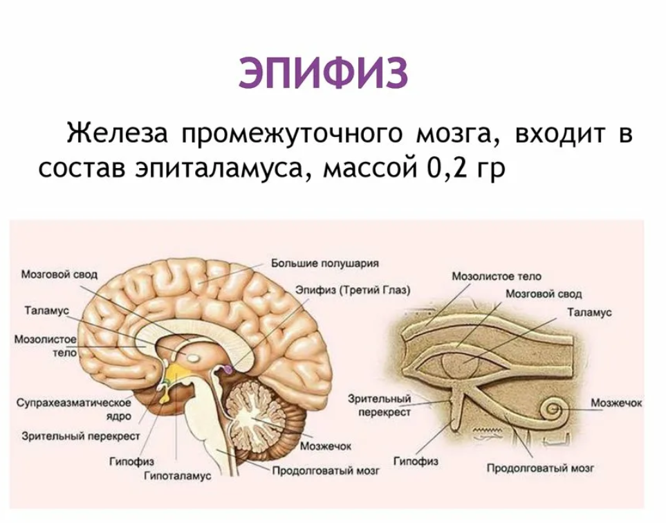 В мозгу есть область. Эпифиз мозга анатомия. Строение головного мозга человека эпифиз. Отделы головного мозга гипофиз эпифиз. Эпифиз железа строение.