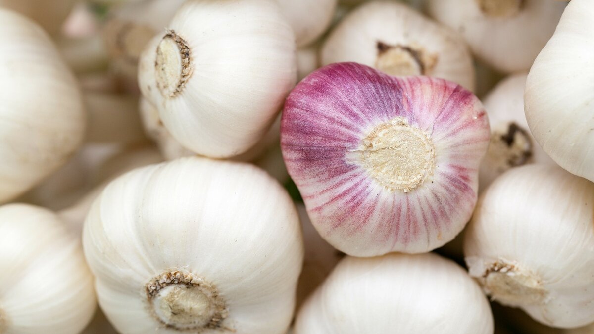 Озимый чеснок обладает рядом целебных свойств. Фото: Pixabay 