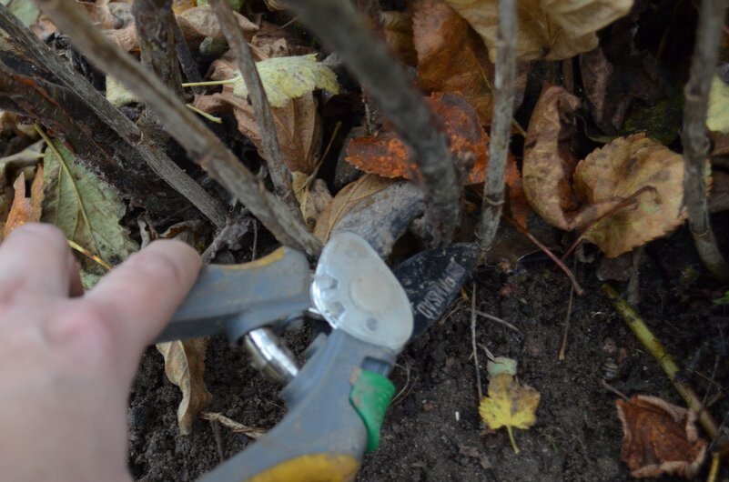 Вырезаю старый побег у поверхности почвы, чтобы не оставить пенек.