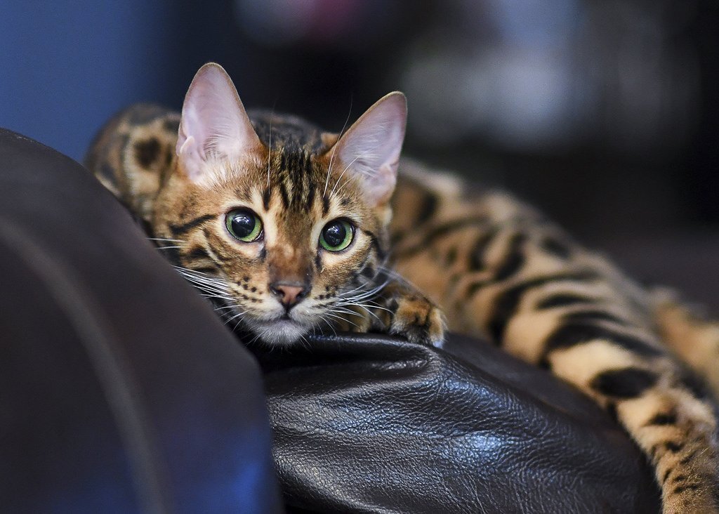 Окрас и рисунок меха