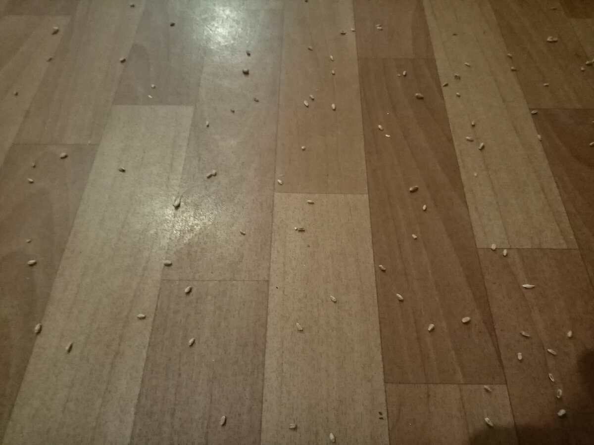 Согласна, зерна немного,,, но в этом ли суть,,,