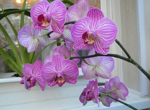 Цветущая орхидея