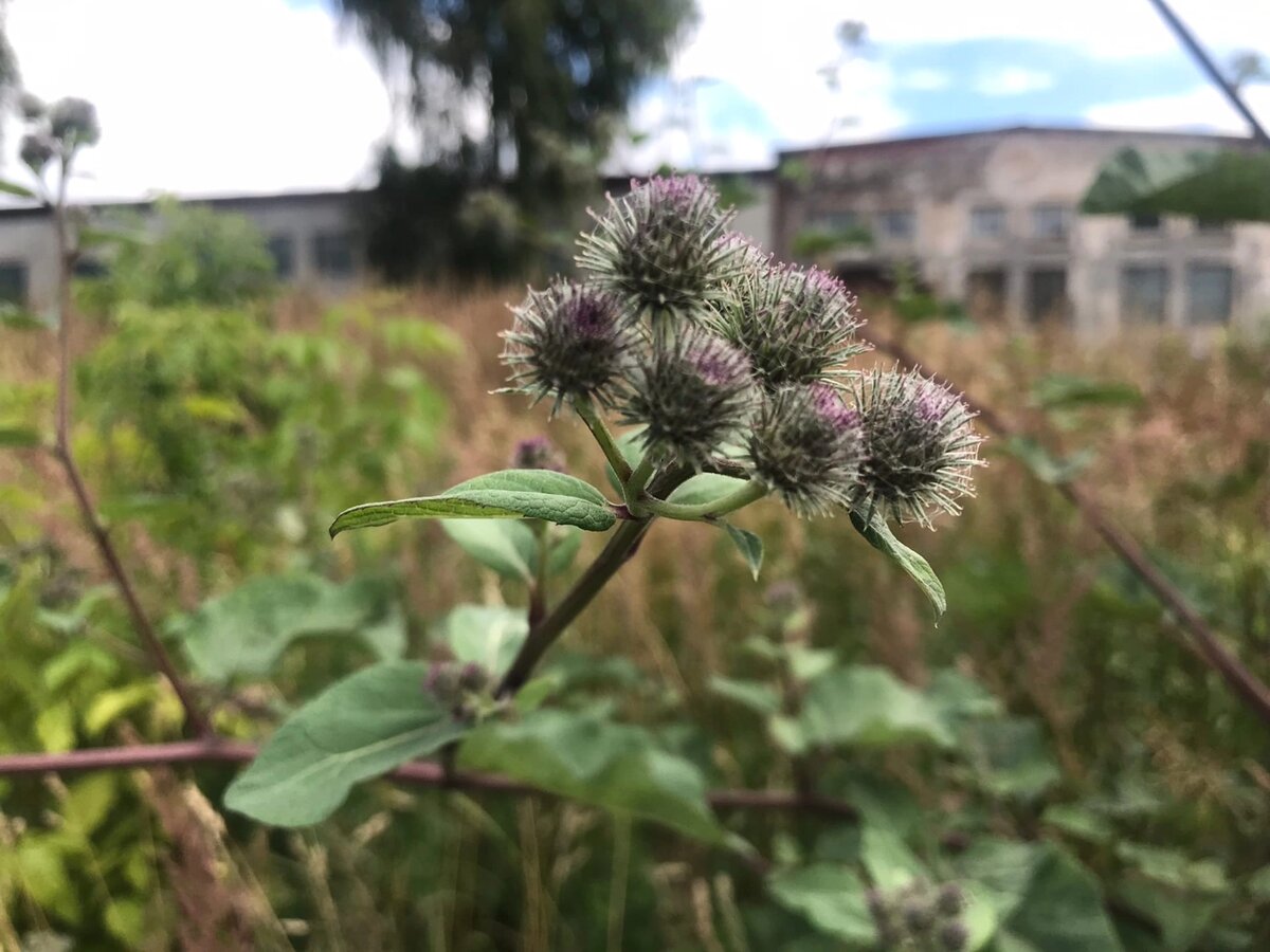 Композишн оф репей и заброшенное депо.