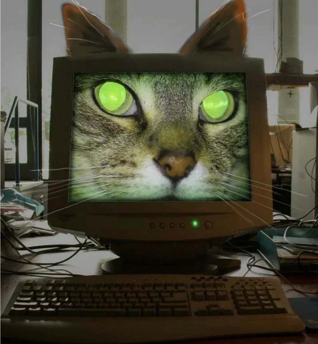 Кот за компом