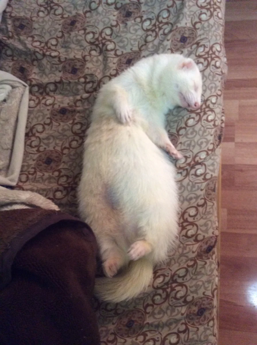 Брат, как и обещал, выходил слегка облезлого и худого хоря, превратив его в меру упитанную сардельку. 