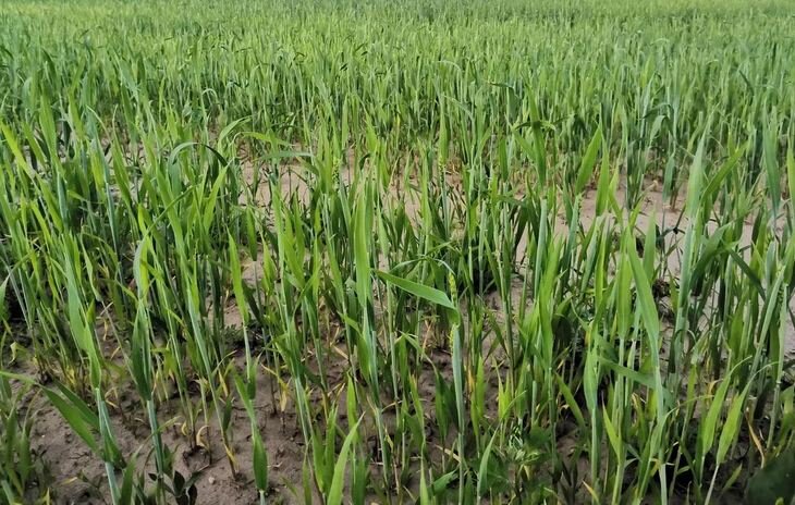    Формирование поддельных пестицидов из легального импорта активных веществ стало новой проблемой в Европе